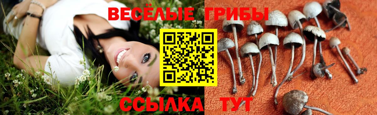 Псилоцибиновые грибы Psilocybe Борзя